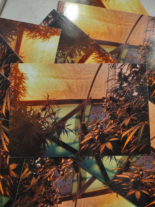 Post Card: Greenhouse Sunset